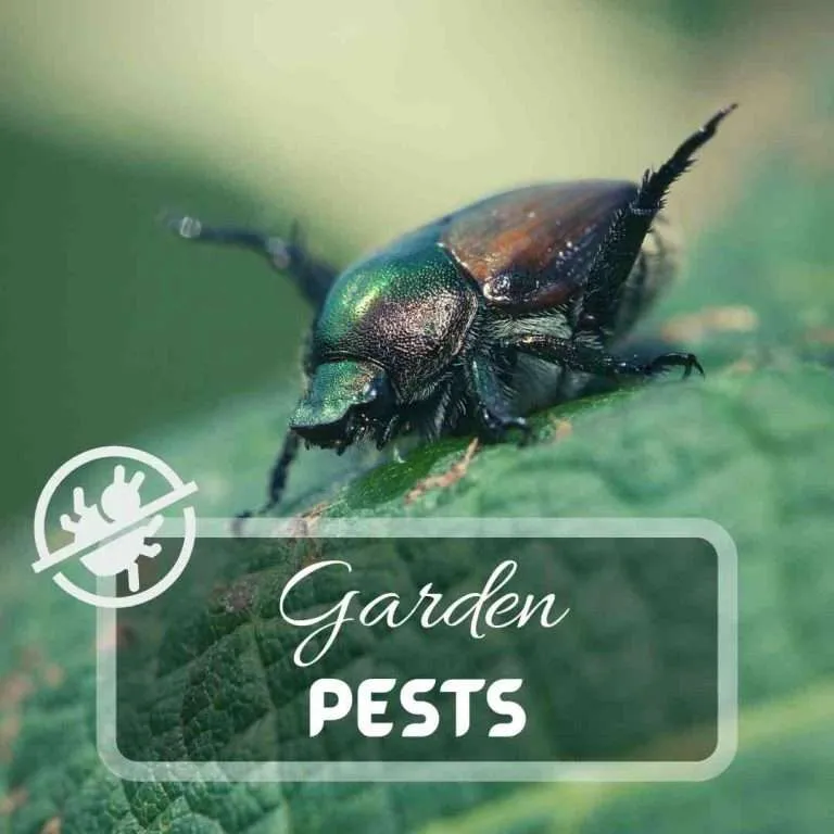 Garden Pests www.justpuregardening.com