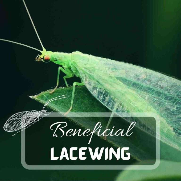 Green Lacewing – Best Solution to Your Pest Problem