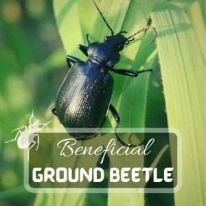 Ground Beetle – a Complete Guide