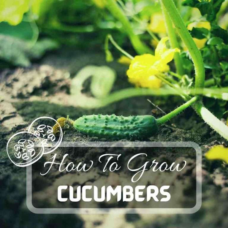 How To Grow Cucumbers – Easy Step By Step Guide