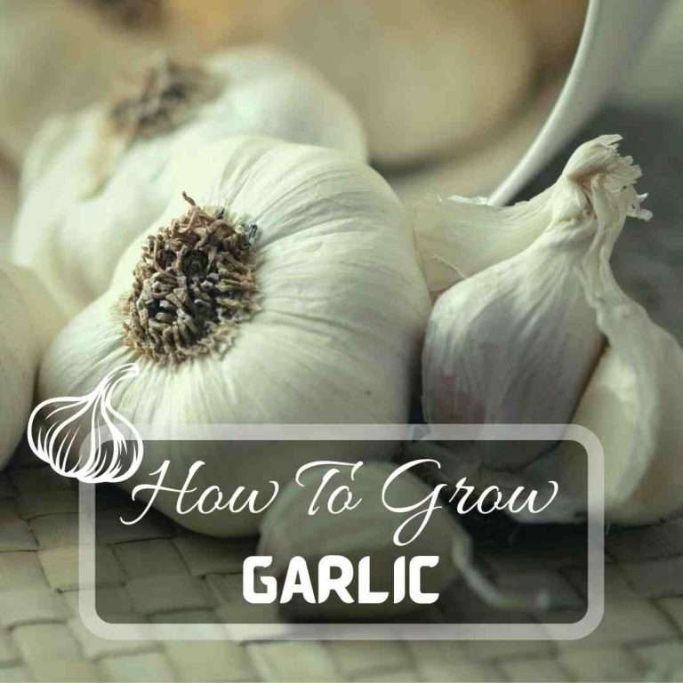 How To Grow Garlic – Easy Step By Step Guide
