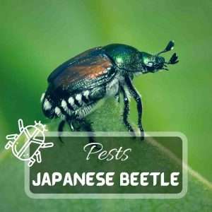 Japanese Beetle – Identification and Control