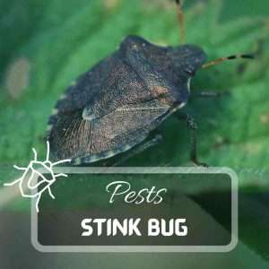 Stink Bug – Identification and Control