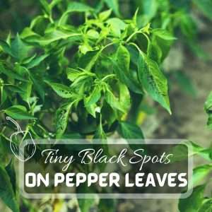 Tiny Black Spots On Pepper Leaves. What They Are And How To Remove Them Futured