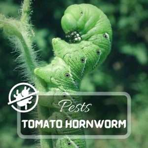 Tomato Hornworm – Identification and Control