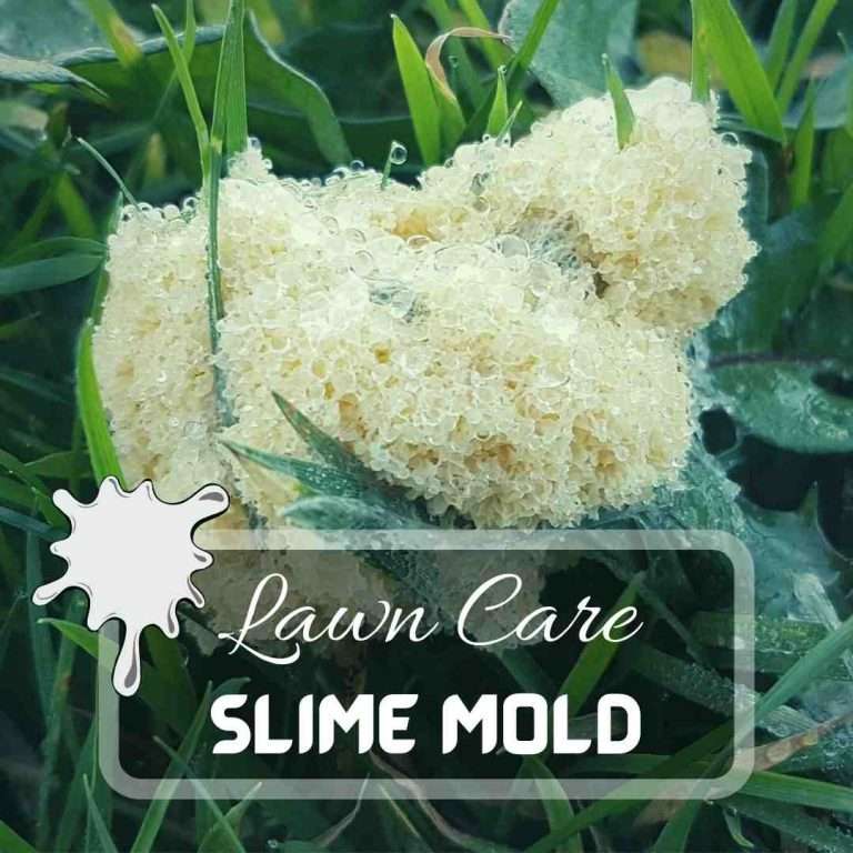What Is Slime Mold – Facts And Control