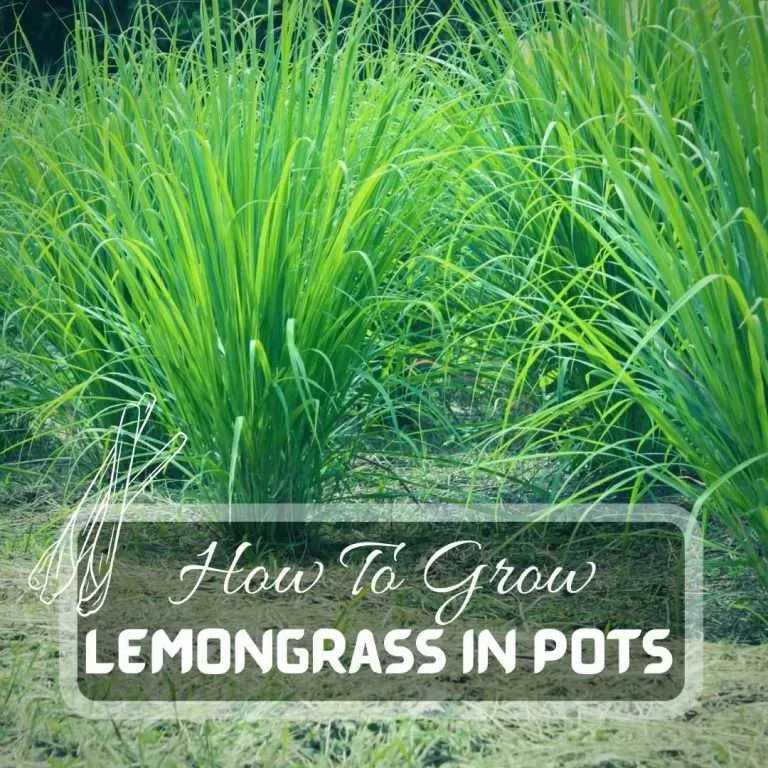 How To Grow Lemongrass In Pots Futured