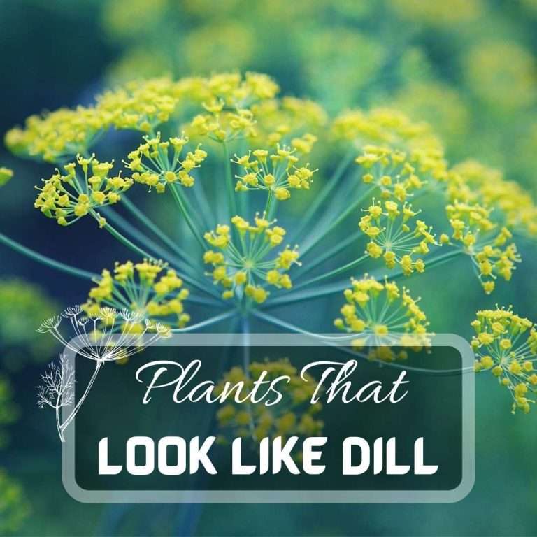 Plants That Look Like Dill. How To Tell The Difference