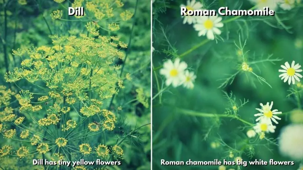 Plants That Look Like Dill - The main differences between dill and Roman chamomile