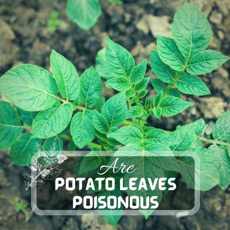 Are Potato Leaves Poisonous Future
