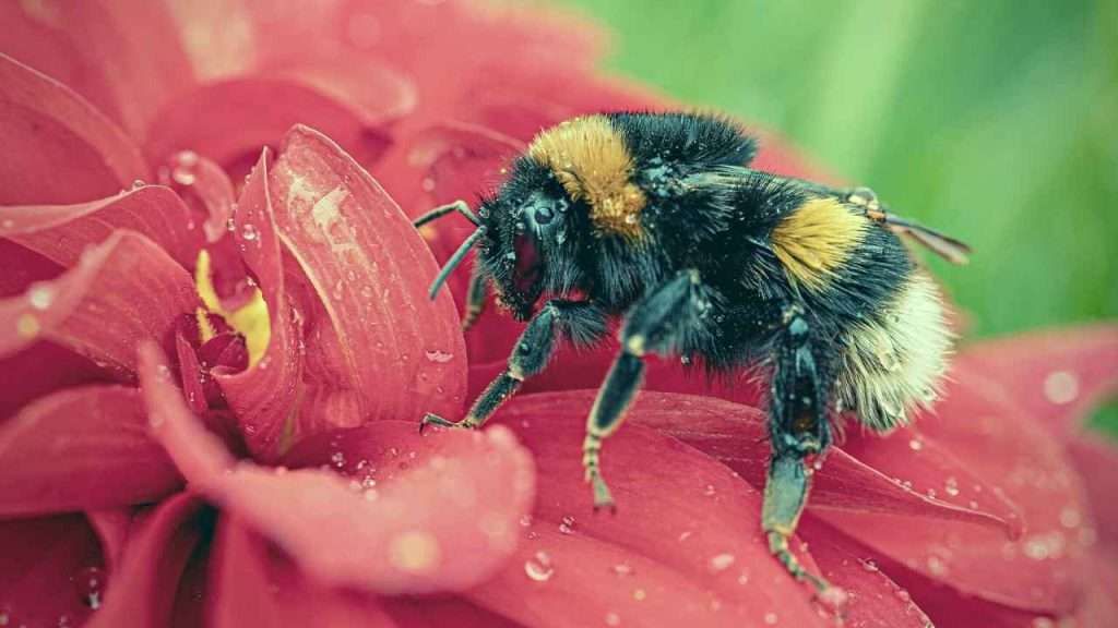 Bumblebees - Identification of Bumblebees
