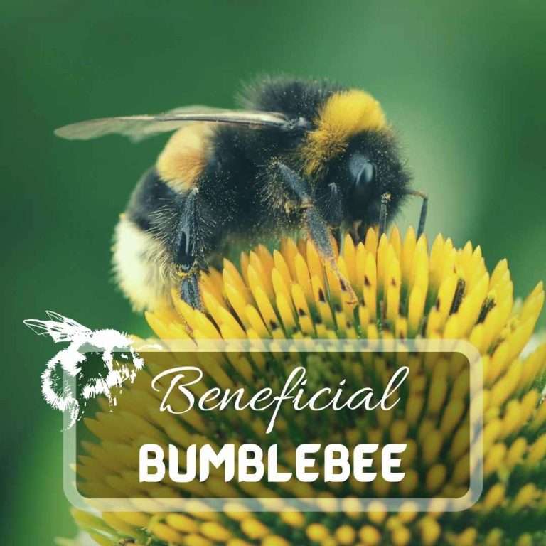 Bumblebees The Most Important Pollinators