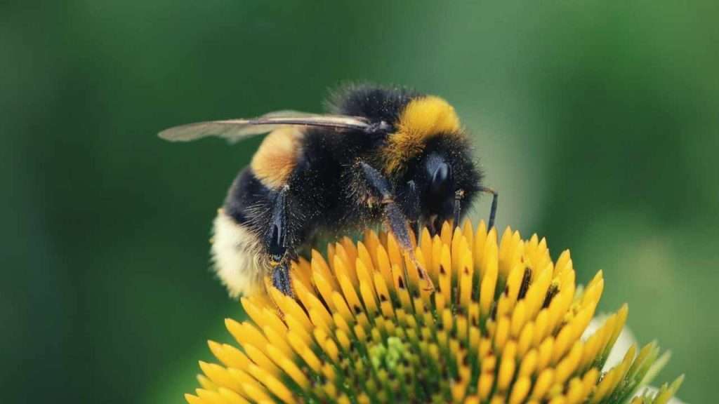 Bumblebees The Most Important Pollinators Of Your Garden