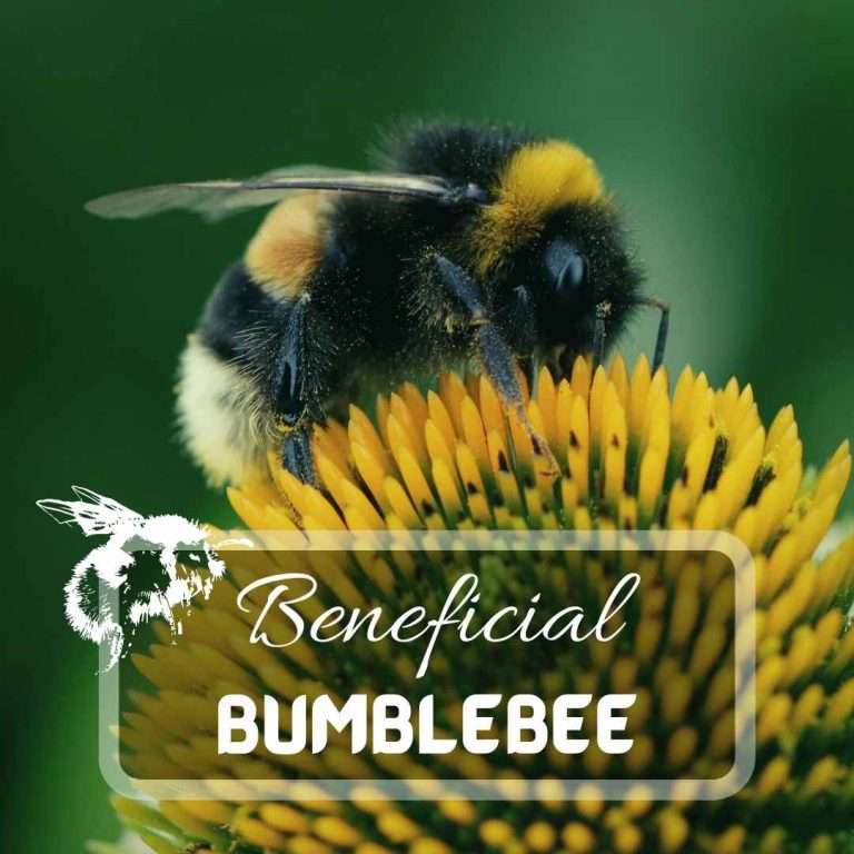 Bumblebees The Most Important Pollinators Of Your Garden
