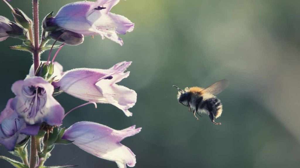 How to Attract Bumblebees to Your Garden