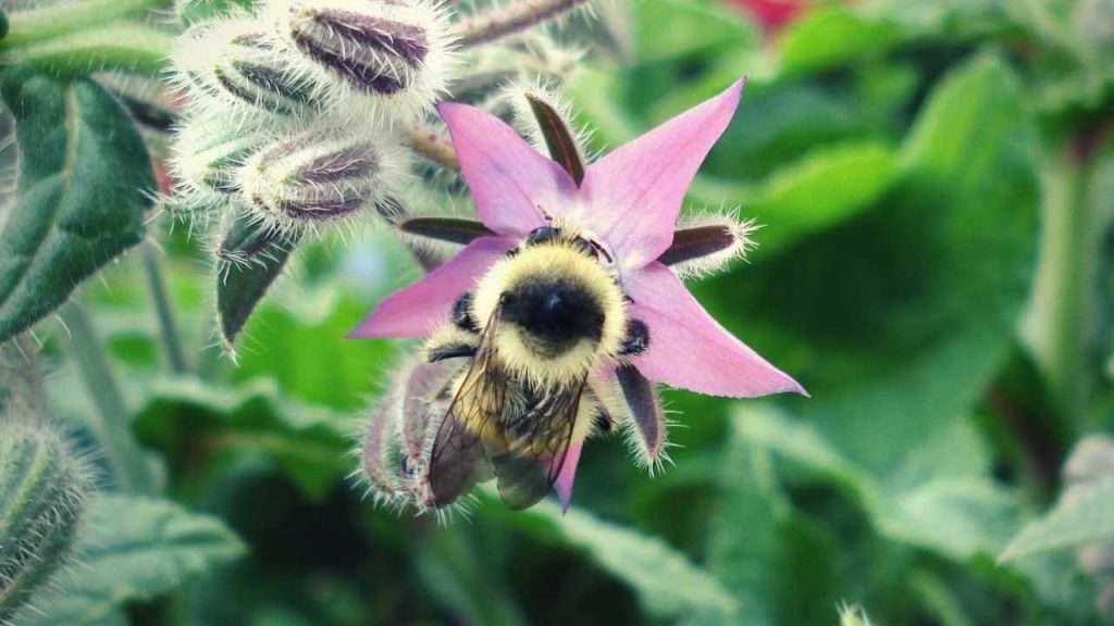 Identification of Bumblebees