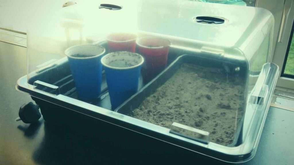 What to Look for When Buying Electric Propagator For Plants