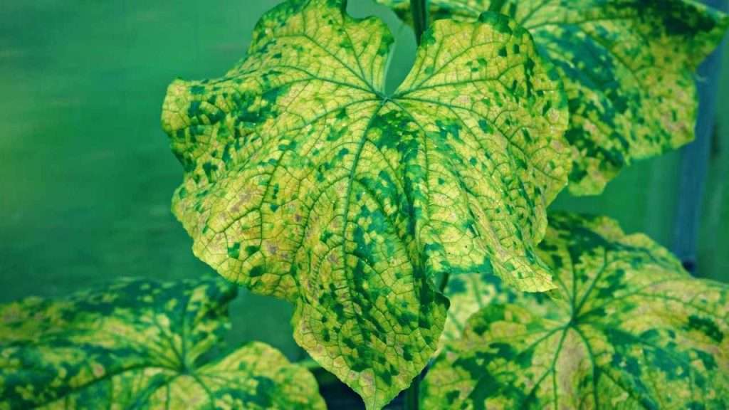 Cucumber Leaves Are Turning Yellow - Diseases