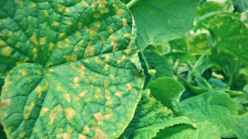 Cucumber Leaves Are Turning Yellow Frequently Asked Questions