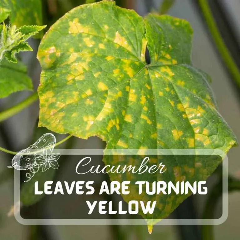 Cucumber Leaves Are Turning Yellow Futured