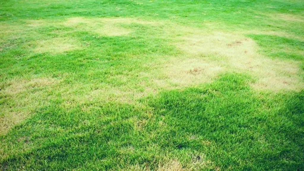 Light Green Grass Patches In Lawn What Causes It And How To Fix It