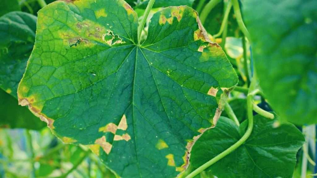 Preventing Yellow Leaves On Cucumber Plants