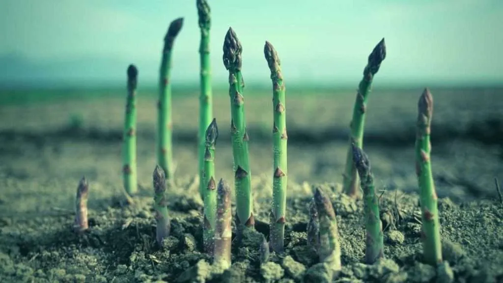 Stages of Growing Asparagus Main