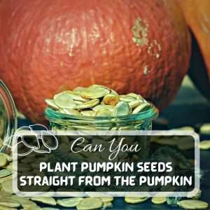 Can You Plant Pumpkin Seeds Straight From The Pumpkin