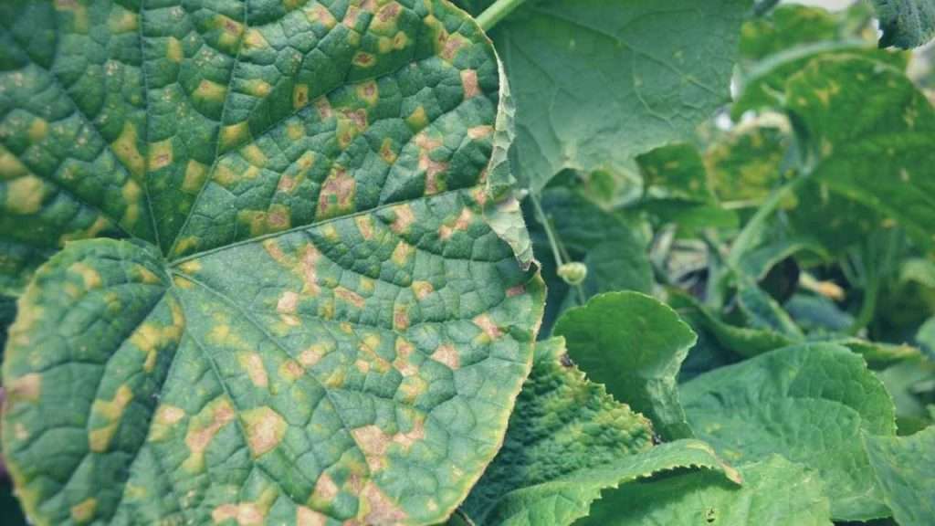 Common Garden Plant Diseases - Cucumber Mosaic Virus