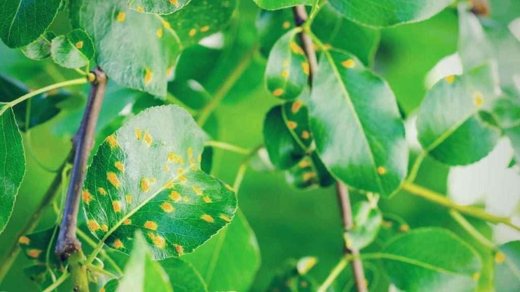 Common Garden Plant Diseases - Rust