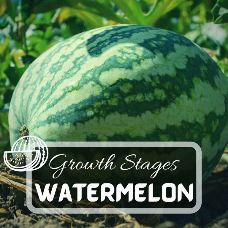 Watermelon Growing Stages Futured