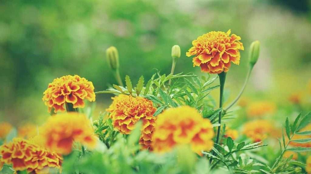 Basil Companion Plants - Marigolds