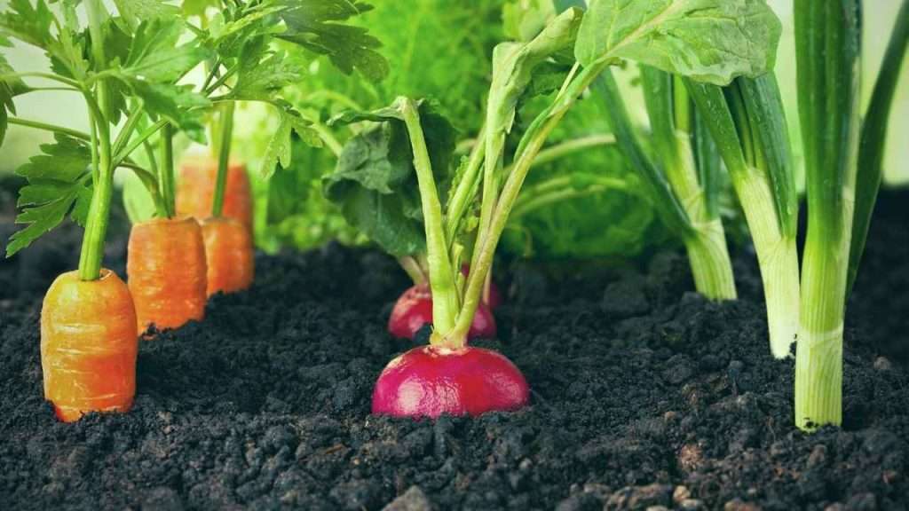 Basil Companion Plants - Root Vegetables