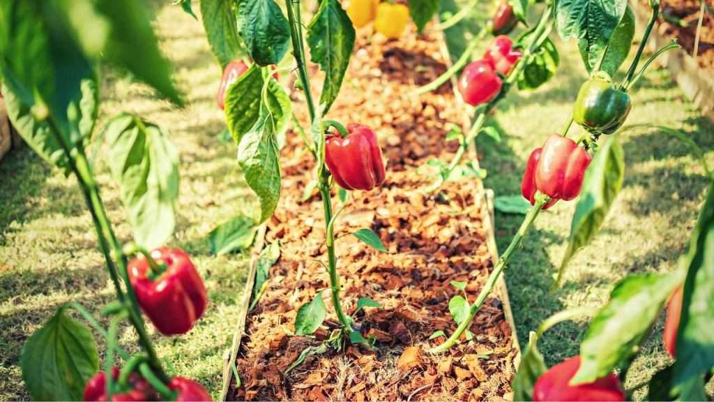 Bell Peppers Growing Stages, Frequently Asked Questions
