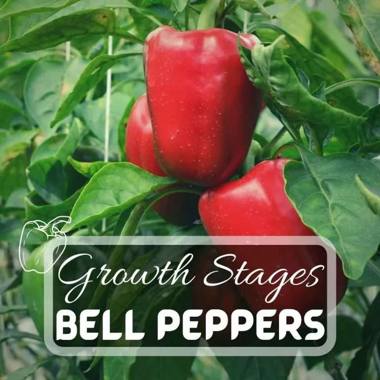 Bell Peppers Growing Stages