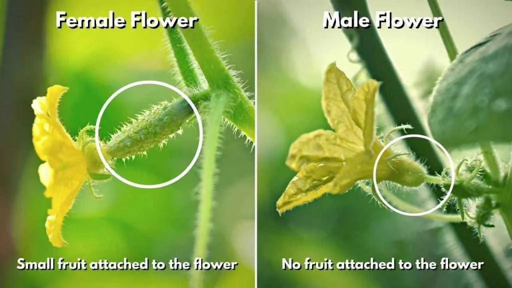 Cucumber Growth Stages - Flower Blossom