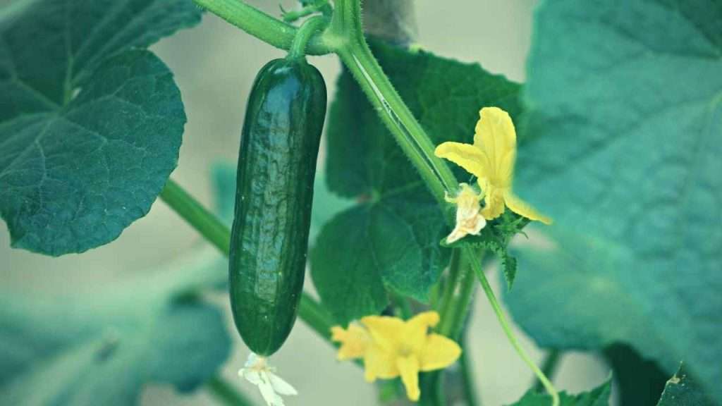 Cucumber Growth Stages - Fruit Development