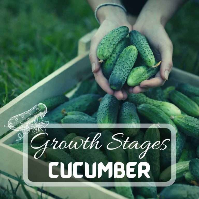 Cucumber Growth Stages Futured