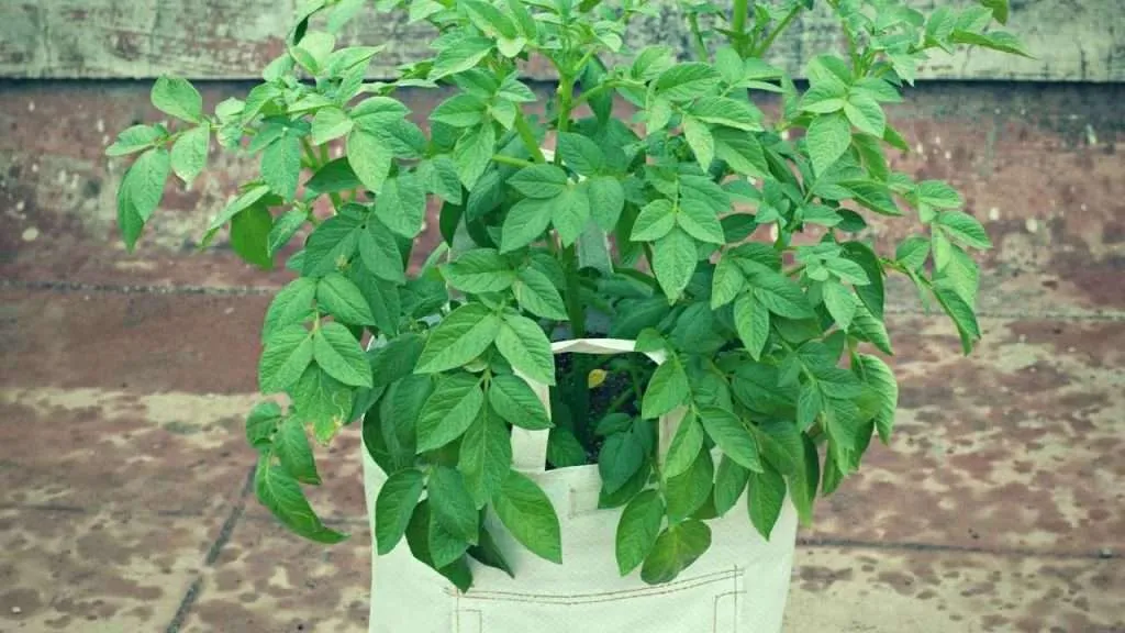 How To Care For Tomatoes In A Grow Bag?