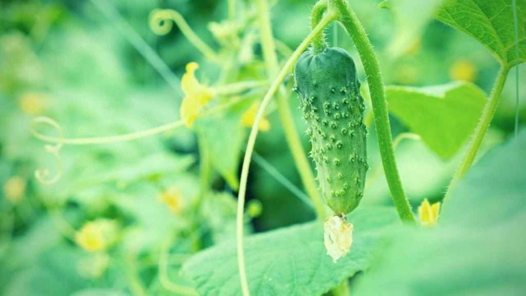 Plants to Avoid Growing With Basil - Cucumbers