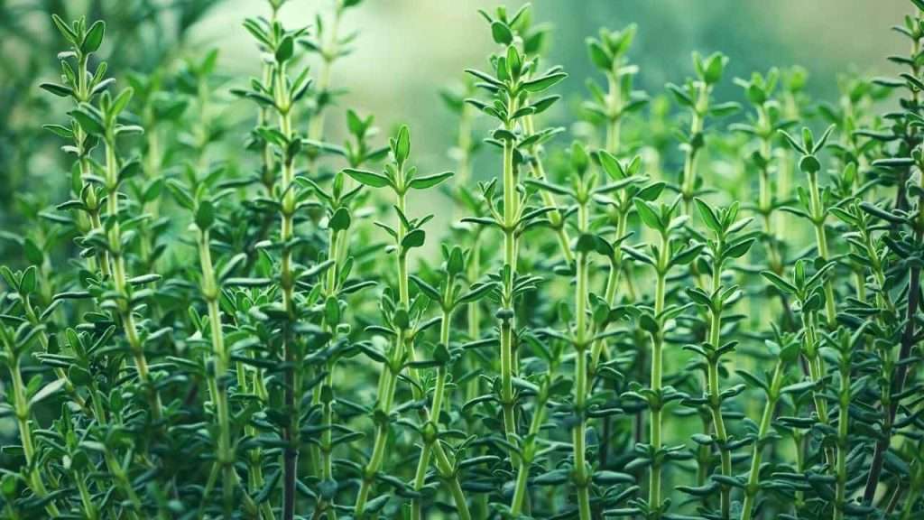 Plants to Avoid Growing With Basil - Thyme