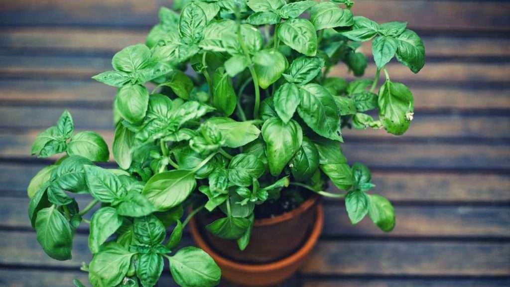 Reasons Basil Leaves Wilting - Lack Of Space