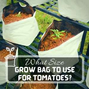 What Size Grow Bag For Tomatoes Futured
