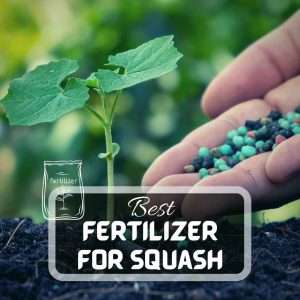 Best Fertilizer For Squash Plants