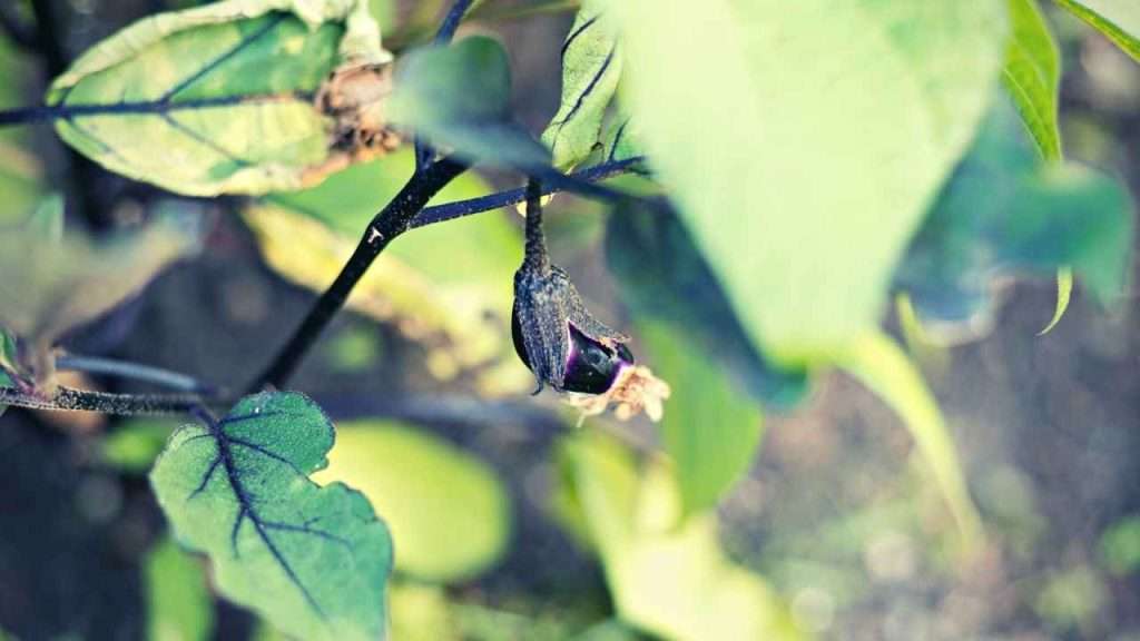 Eggplant Growing Stages - Fruit Development