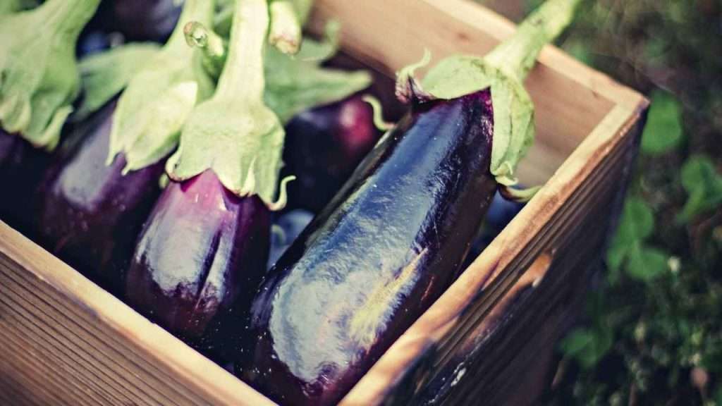 Eggplant Growing Stages - Harvest