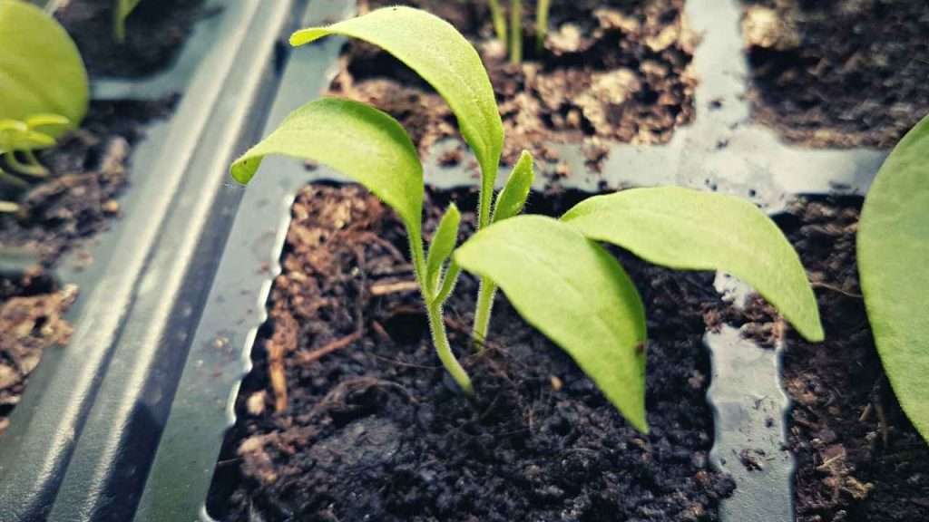 Eggplant Growing Stages - Seed Germination