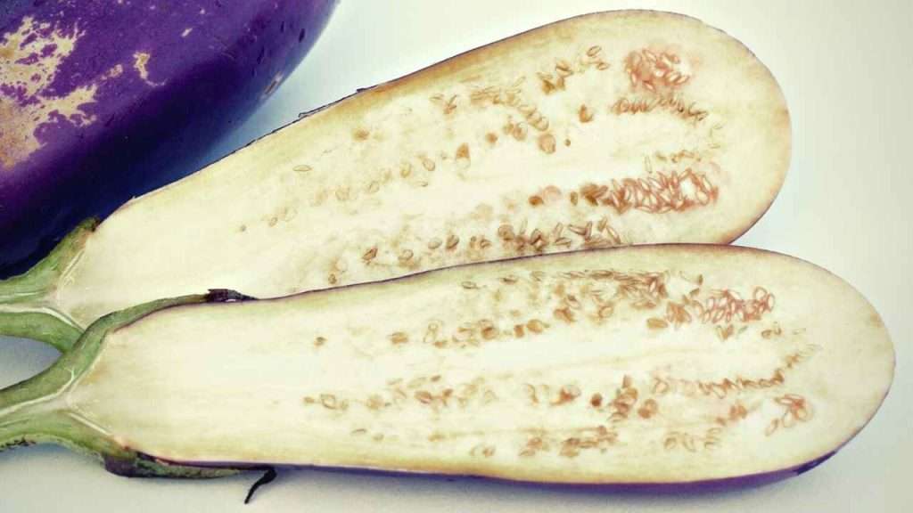 Eggplant Growing Stages - Seeds