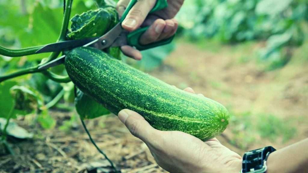 How Do I Know When To Harvest My Cucumbers?