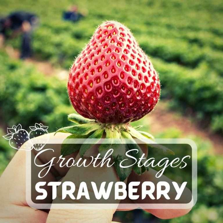 Strawberry Growing Stages
